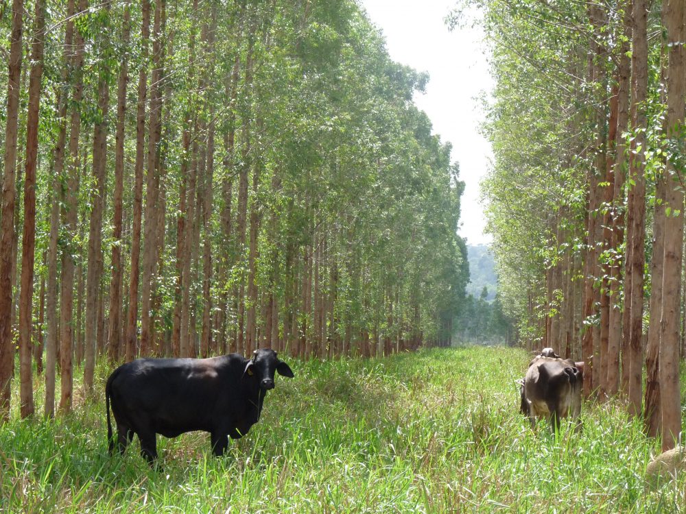 agroforesterie vache