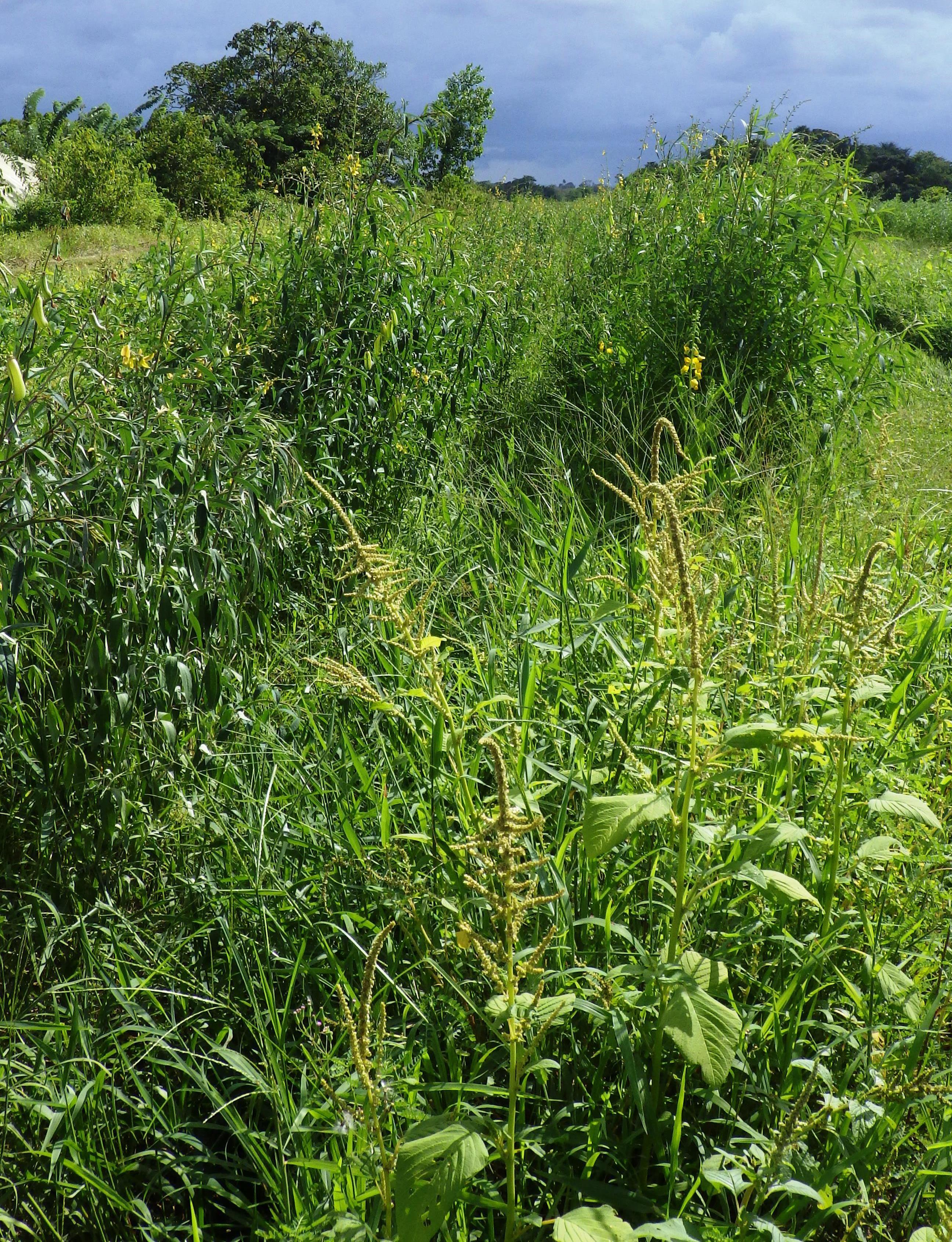 Crotalaria ochroleuca (2)