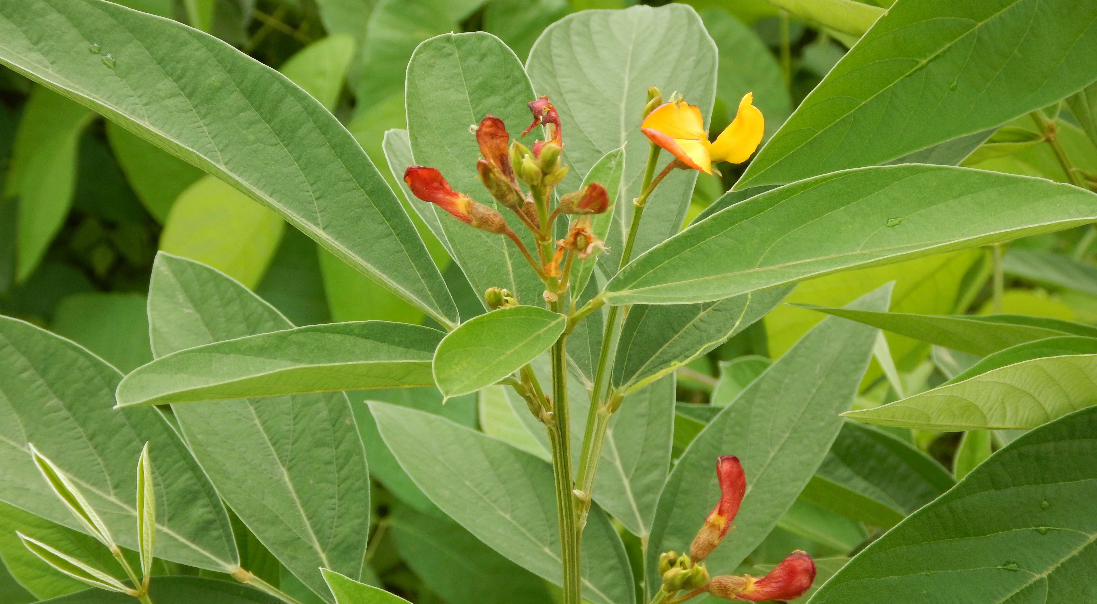 Fleur de Cajanus cajan