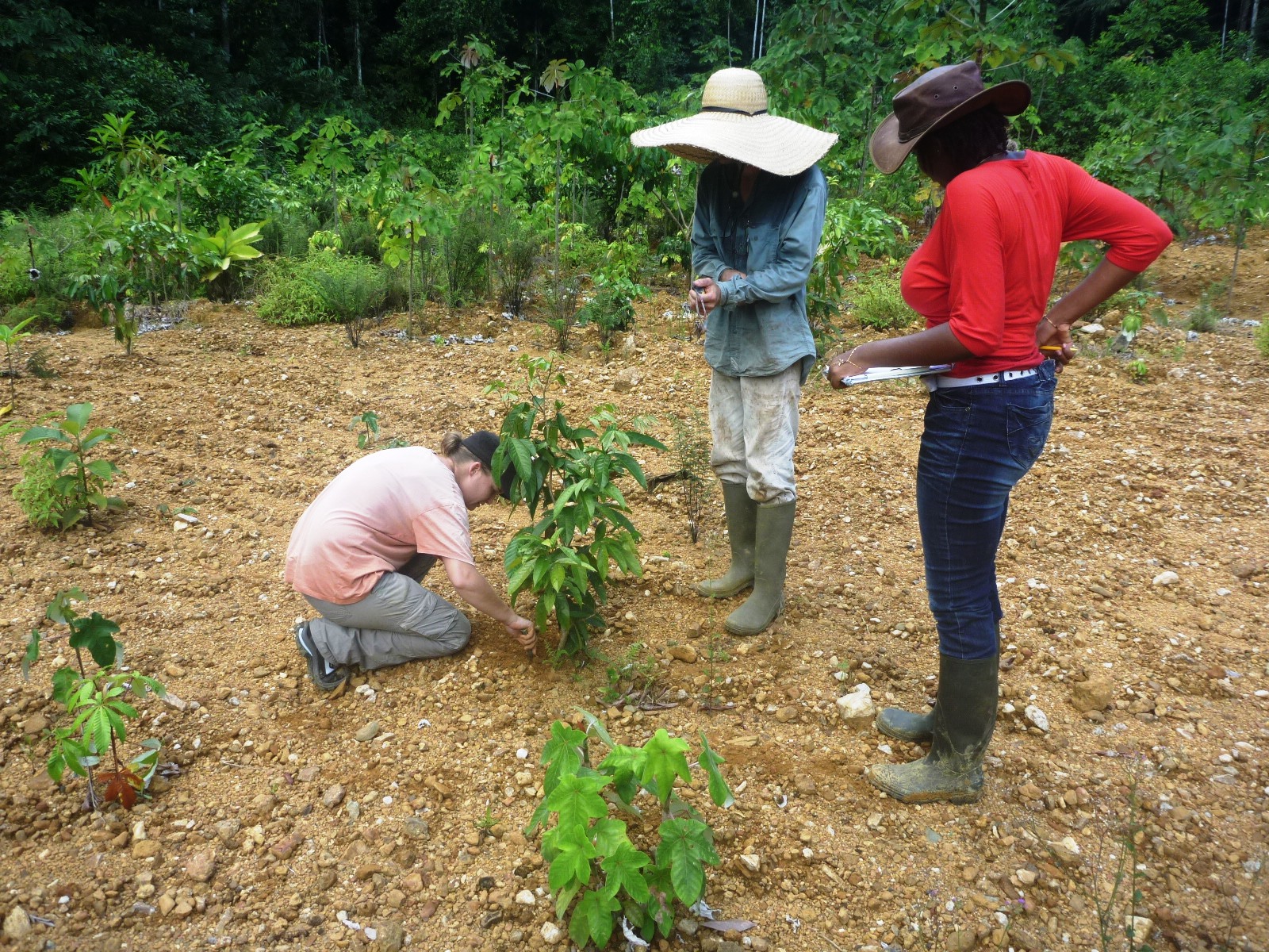 TRAINING ON REVEGETATION: CFPPA of MATITI