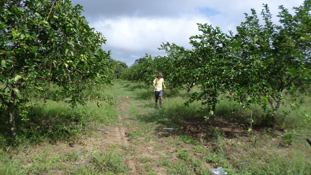 agroforesterie