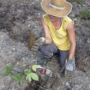 arbre planté