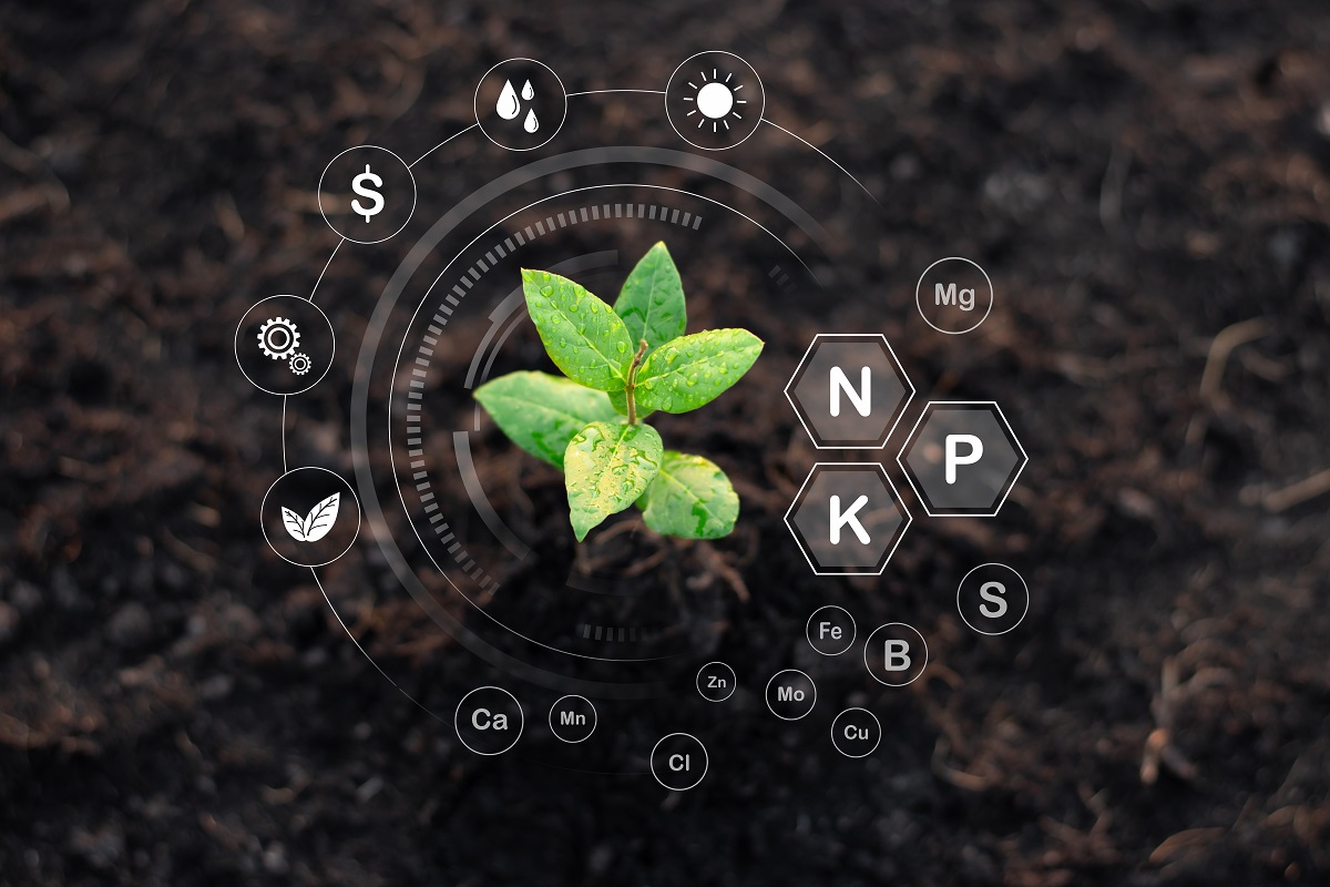 NPK jeune pousse plante