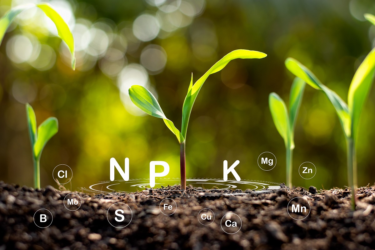 NPK plante
