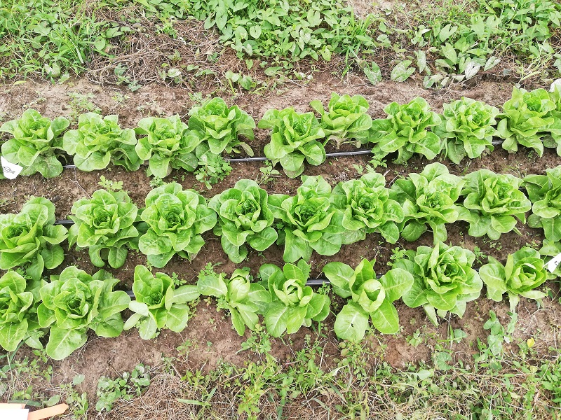 Le biostimulants bactériens PGPR : Une solution d’avenir pour une agriculture éco-efficiente