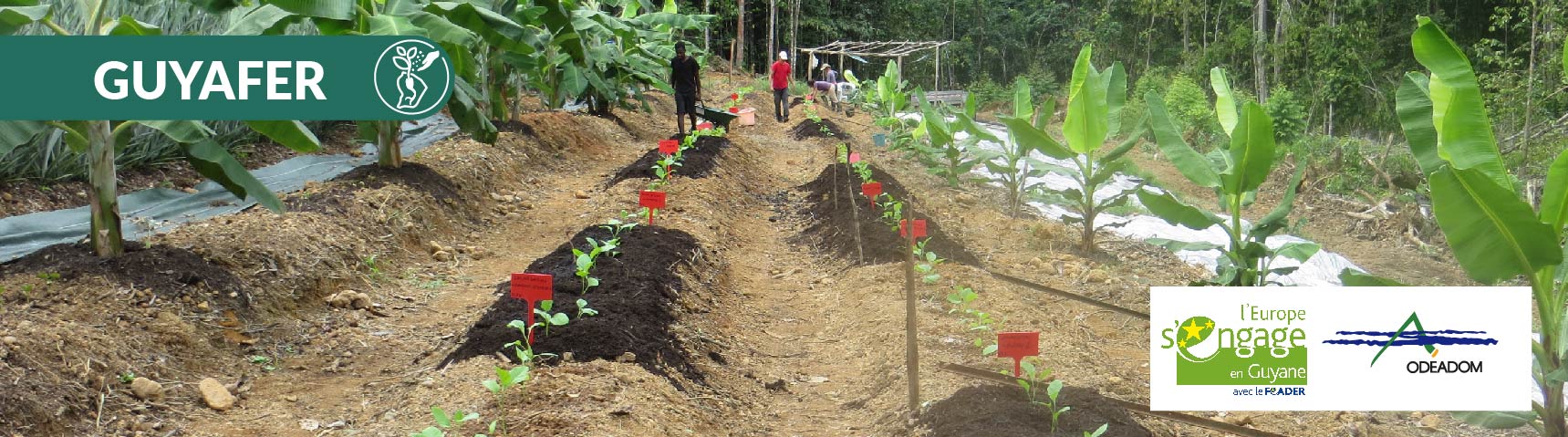 Guyafer 3:  Gestion de la fertilité des sols  en Guyane