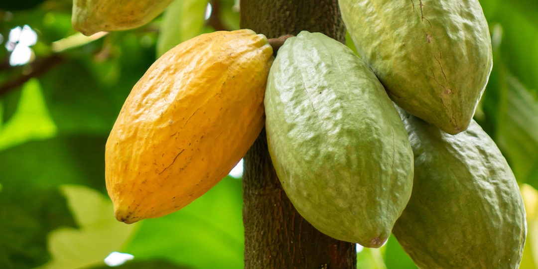 cacao