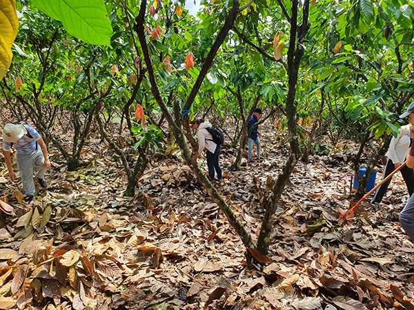 Champ de cacao