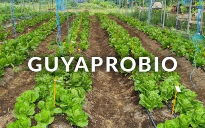 Guyaprobio