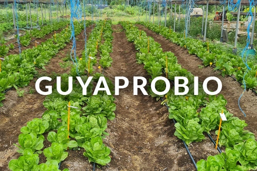 Guyaprobio