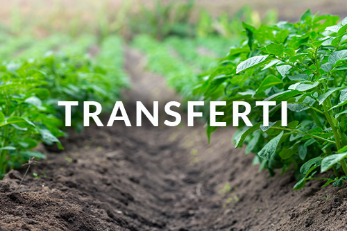 TRANSFERTI