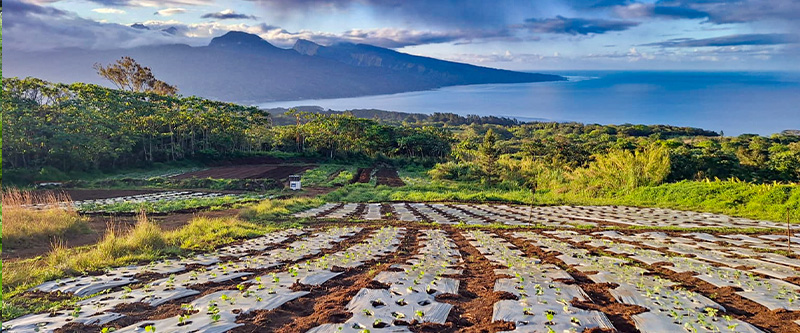 bactotahiti_mobile