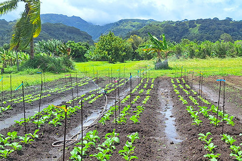 projet_bactotahiti